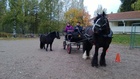 Tutustu hevosiin -päivässä Honkolan koululla 27.9.2013 Kille ja Jukka Romppanen sekä Kessu-poni ja Jaana Santala. (Kuva: Tuula Laine)