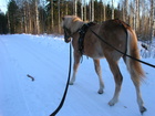 Paikallisraveihin voi jälleen osallistua, vaikkei koelähtöä ole suoritettu. Kuvassa 1-vuotias Tuhti-Parooni ajo-opetuksessa.