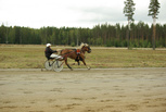Tinorix - Mervi Rantanen