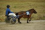 Napo's Nick - Veera Laine