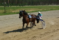 Gold Luke - Osmo Tolonen
