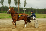 Ruuti-Pena - Esa Hakkarainen