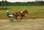 Seliseli - Teuvo Kivivuori