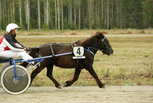Elsa II - Noora Kivimaa