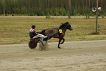 Janiko - Olli Pekkarinen