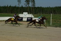 6 Dex Barnibs - Katja Järvikylä
7 New Orleans S - Eveliina Kakko