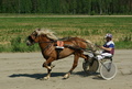 Jokeri Pee - Jouko Tarvainen